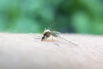 New York City reports first human West Nile cases of 2025