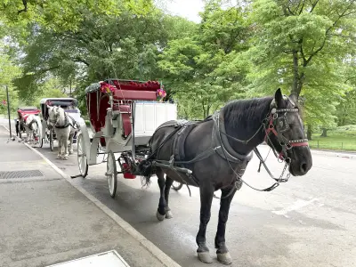 Is New York City ready to say 'neigh' to Central Park's carriage horses?