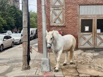 Construction of new Kensington apartment building making Prospect Park horses unstable