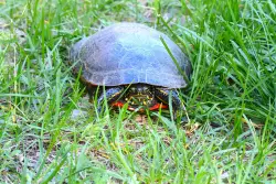 Extra Extra: Where to go if you want to have a beer and watch turtles race