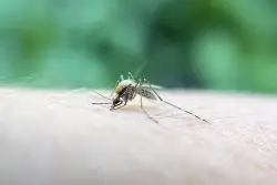 New York City reports first human West Nile cases of 2025