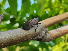 Stomp spotted lanternflies if you really want, NYC, but it's pretty futile