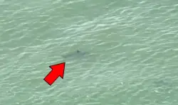Drones are spotting more sharks at NYC beaches. But are the sharks new in town?
