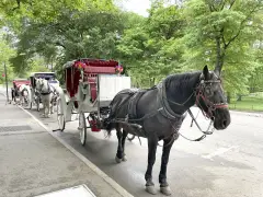 Is New York City ready to say 'neigh' to Central Park's carriage horses?