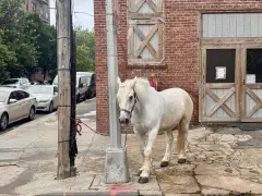 Construction of new Kensington apartment building making Prospect Park horses unstable